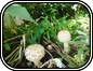 Amanita Silvacola