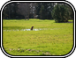 Jake in Field