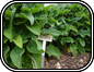 Phlomis