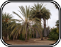 Palms