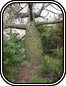 Thorntree
