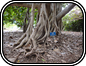 Banyan