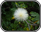 PuffBall