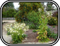 Nicotiana
