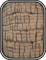 Palm
