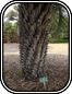 Jelly Palm