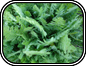 Yarrow