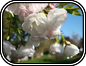 Flowering Cherry