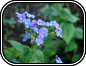 Brunnera