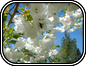 Flowering Cherry