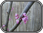 Redbud