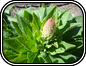 Foxglove