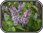 Syringa Vulgaris