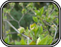 Early Dogwood