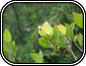 Dogwood