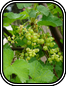 Ribes