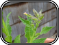 Nicotiana