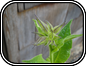 Nicotiana