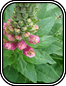 Digitalis
