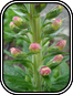 Digitalis