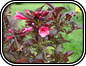Penstemon