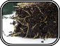 Nigella