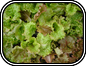 Lettuce