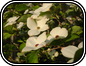 Dogwood