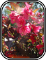 Penstemon