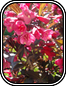 Penstemon