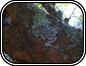 Lichen