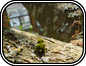 Lichen
