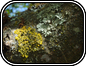 Lichen