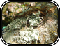 Lichen