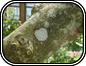 Lichens