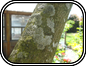 Lichen