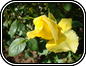 Mellow Yellow