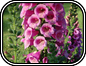 Digitalis
