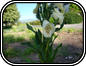Digitalis