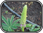 Lupine