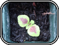 Coleus