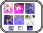 Lobelia Collage