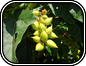 Paulownia