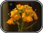 Erysimum