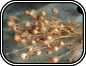 Dried Nigella