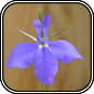 Lobelia