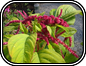 Love Lies Bleeding