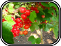 Ribes