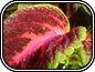 Coleus