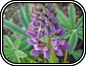Lupine